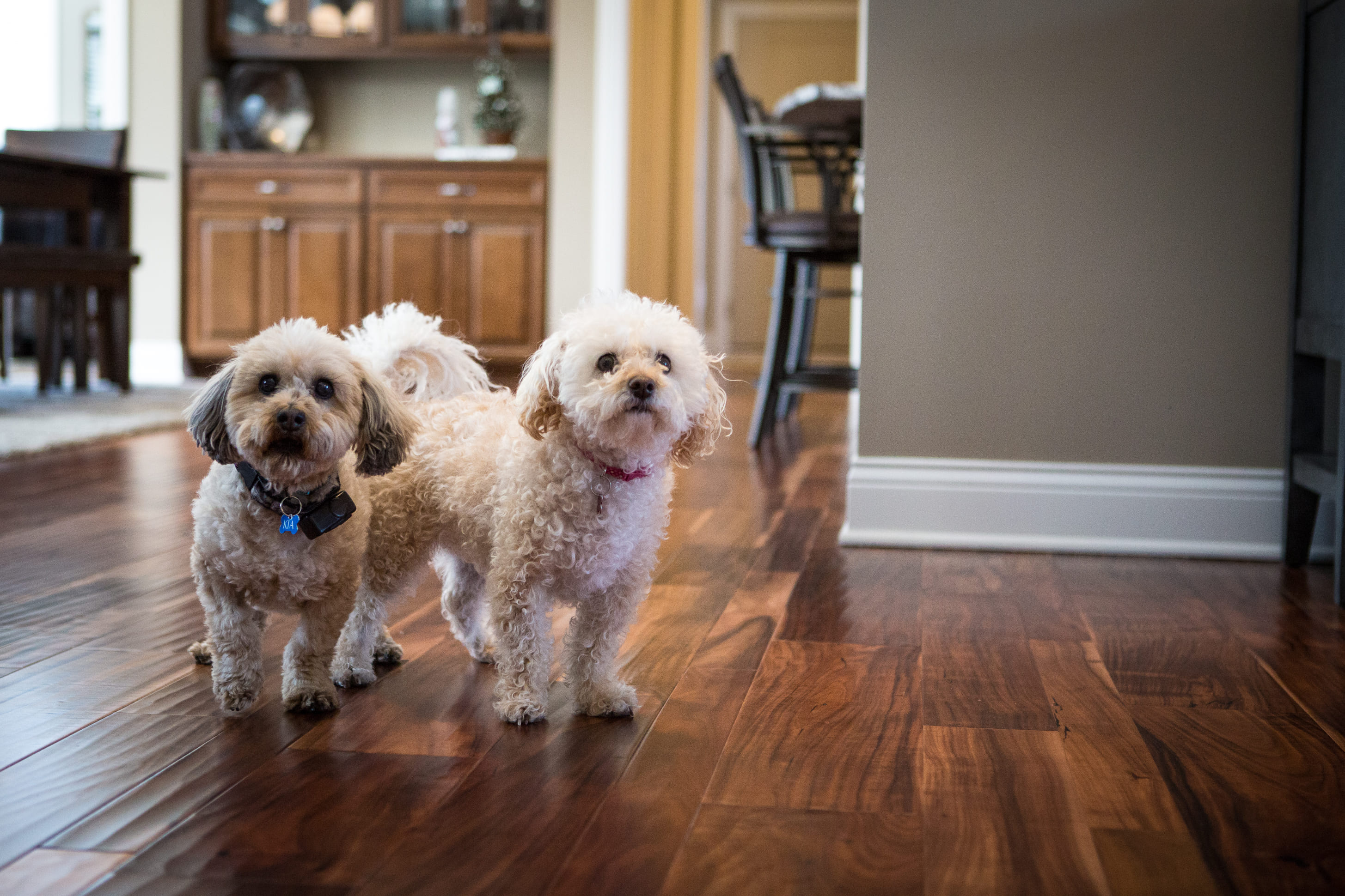 Happy Hardwood